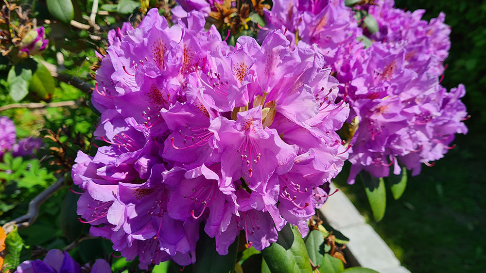 2021-06-06 14.11.02.jpg